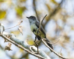 Myiarchus swainsoni