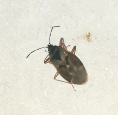 Gastrodes abietum