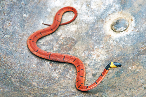 Red Coffee Snake