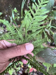 Pteridium revolutum