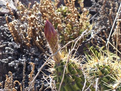 Trichocereus candicans