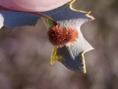 Atrusca trimaculosa