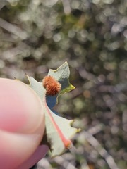 Atrusca trimaculosa