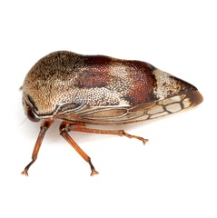 Xantholobus