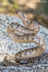 Trimorphodon lyrophanes