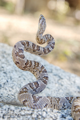 Trimorphodon lyrophanes