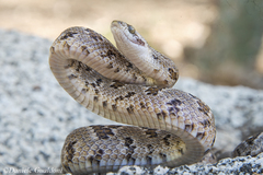 Trimorphodon lyrophanes