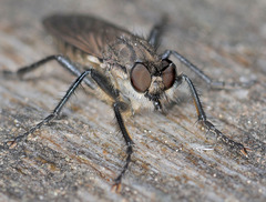 Lasiopogon