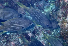 Chromis lubbocki