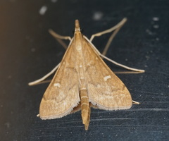 Dolicharthria punctalis