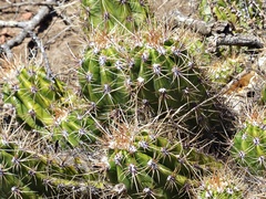 Trichocereus candicans