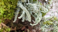 Cladonia squamosa