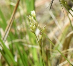 Carex eburnea