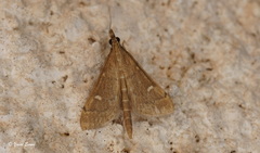 Dolicharthria punctalis