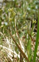 Carex eburnea