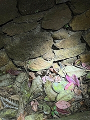 Lycodon travancoricus