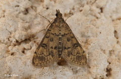 Dolicharthria bruguieralis