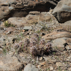 Austrocactus spiniflorus