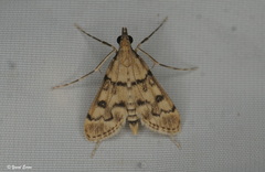 Dolicharthria bruguieralis