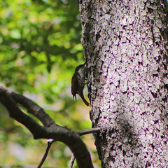 Pygarrhichas albogularis