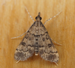 Dolicharthria bruguieralis
