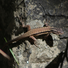 Liolaemus septentrionalis