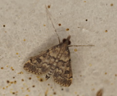 Dolicharthria bruguieralis