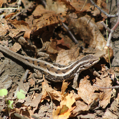 Liolaemus schroederi