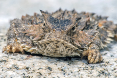 Phrynosoma coronatum