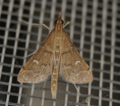 Dolicharthria punctalis