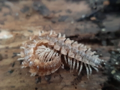 Polydesmus complanatus