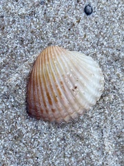 Cerastoderma glaucum