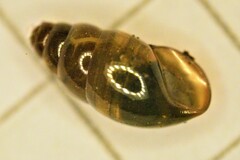 Cochlicopa lubrica