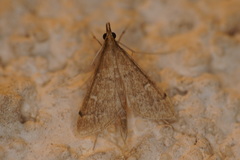 Dolicharthria punctalis