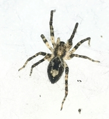 Anyphaena accentuata