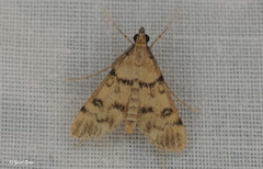 Dolicharthria bruguieralis