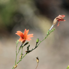 Salpiglossis sinuata
