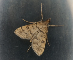 Dolicharthria bruguieralis