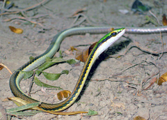 Leptophis mexicanus