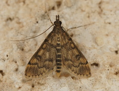 Dolicharthria bruguieralis