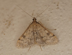 Dolicharthria bruguieralis