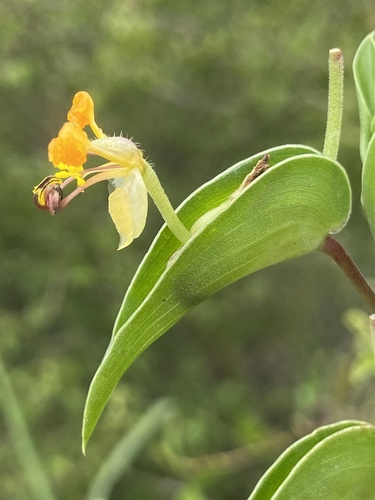 African Yellow Dayflower