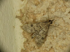 Dolicharthria bruguieralis