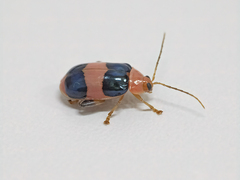 Oedionychina