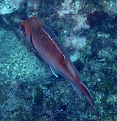 Myripristis jacobus