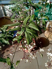 Clerodendrum laevifolium