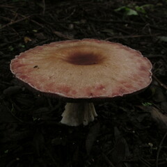 Agaricus subrufescens