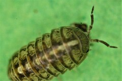 Armadillidium