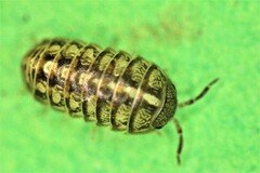 Armadillidium
