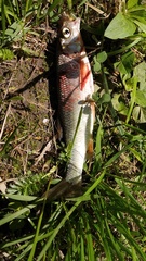 Leuciscus baicalensis